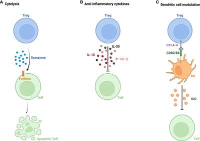 Regulatory T Cells: Therapeutic Opportunities in Uveitis